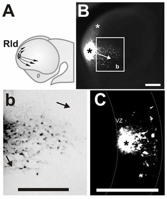 Origin and Migration of Olfactory Cajal-Retzius Cells